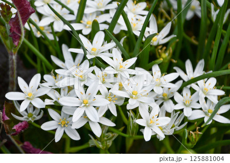 オオアマナ オオアマナ 125881004