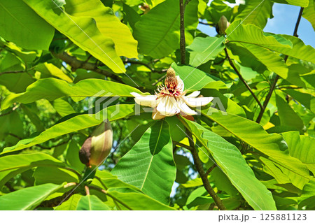 白いホオノキの花（春、五月） 125881123