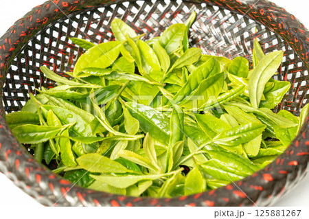 初夏に芽吹いて初摘みされた茶葉の新芽 125881267