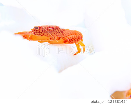 Araihama Beach, Miura, Kanagawa, Japan - November  125881434