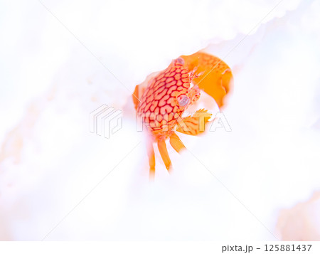 Araihama Beach, Miura, Kanagawa, Japan - November Araihama Beach, Miura, Kanagawa, Japan - November 125881437