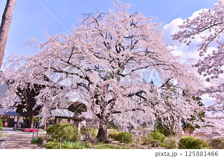長谷寺境内に咲く満開のしだれ桜 125881466
