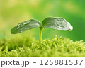 新芽 125881537