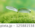 新芽 125881538