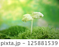 新芽 125881539