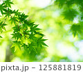 木漏れ日と青もみじ 125881819