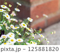 白い小花とレンガの背景 125881820