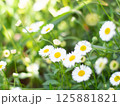 白い小花と緑の背景 125881821