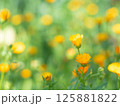 オレンジ色の小花と玉ボケ 125881822