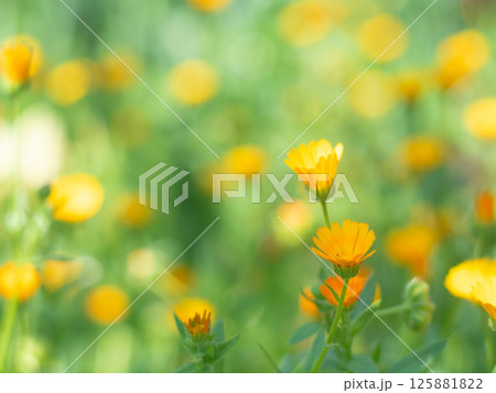 オレンジ色の小花と玉ボケ 125881822