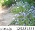 薄紫色の花と石畳の小道 125881823