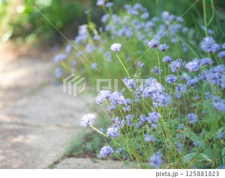 薄紫色の花と石畳の小道 薄紫色の花と石畳の小道 125881823