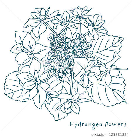 ペンで描いた紫陽花の花のイラスト ペンで描いた紫陽花の花のイラスト 125881824
