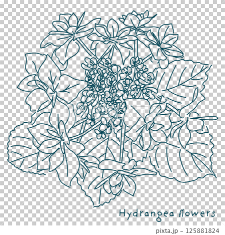 ペンで描いた紫陽花の花のイラスト ペンで描いた紫陽花の花のイラスト 125881824