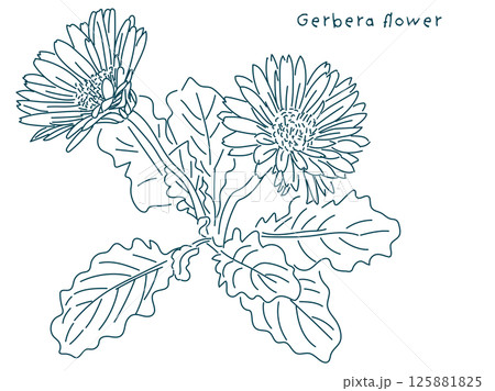 ペンで描いたガーベラの花の線画イラスト 125881825