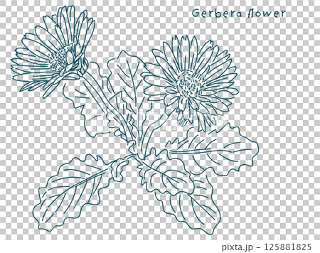 ペンで描いたガーベラの花の線画イラスト 125881825