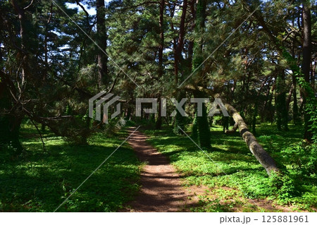 松原　気比の松原　松原公園　福井　福井県 125881961