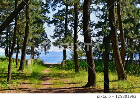 松原　気比の松原　松原公園　福井　福井県 125881962