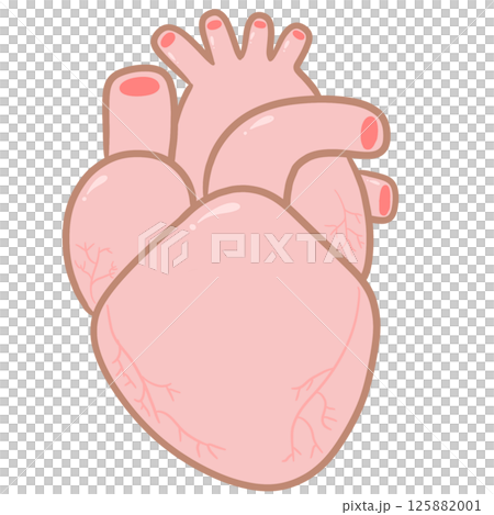 Anatomy Heart Pastel Anatomy Heart Pastel 125882001