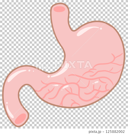 Anatomy of the stomach Pastel Cute Anatomy of the stomach Pastel Cute 125882002