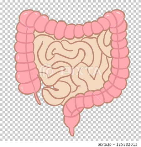 Human Intestinal Anatomy 125882013