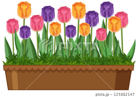 Vibrant Tulip Garden in a Wooden Planter 125882147