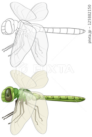 Detailed Dragonfly Vector Illustration with Outline 125882150
