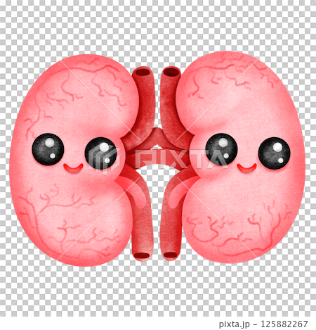 Liver anatomy cartoon Liver anatomy cartoon 125882267