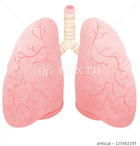 Anatomy of a realistic human lung 125882285