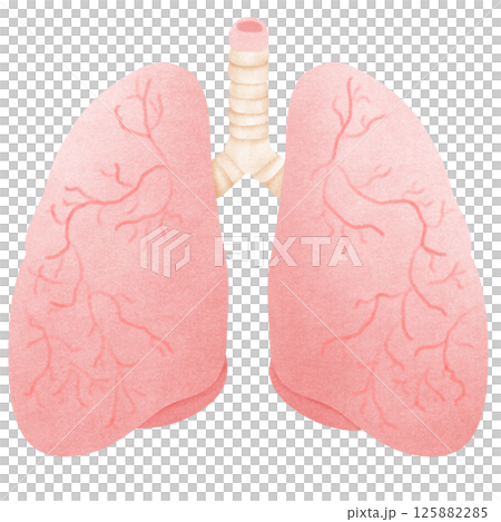 Anatomy of a realistic human lung 125882285