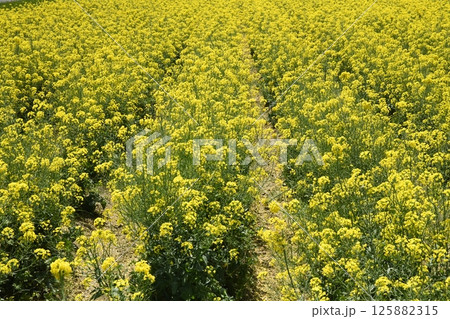 一面に広がる菜の花畑 125882315