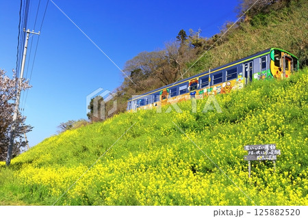 【愛媛県】閏住の菜の花畑と列車（夕日に映える菜の花街道） 125882520