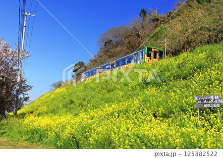 【愛媛県】閏住の菜の花畑と列車（夕日に映える菜の花街道） 125882522