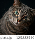 見つめる猫 125882540