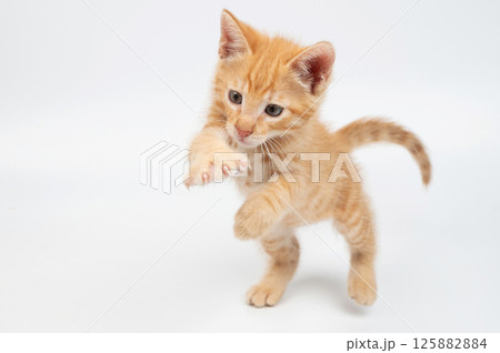 Playful orange kitten exploring and pouncing on white background 125882884