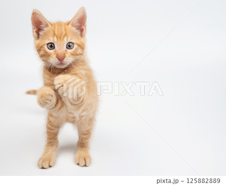 Playful orange kitten standing on its hind legs in bright studio space Playful orange kitten standing on its hind legs in bright studio space 125882889
