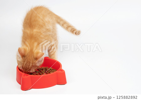 Orange kitten eating from red bowl in bright setting during the day 125882892