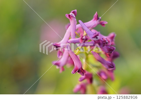 ムラサキケマンの花 ムラサキケマンの花 125882916
