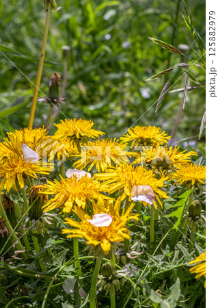 野に咲くタンポポ 125882979