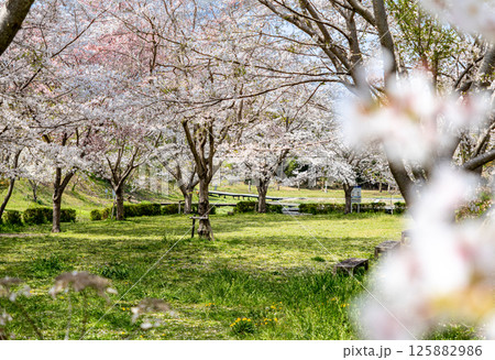 桜のある風景 125882986