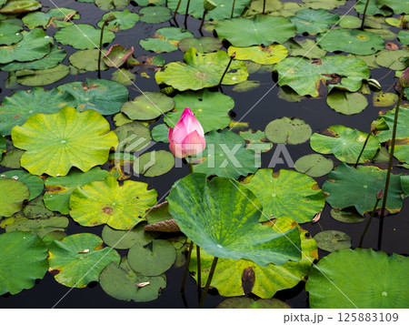 Blooming lotus flower amidst green leaves serene pond landscape Blooming lotus flower amidst green leaves serene pond landscape 125883109