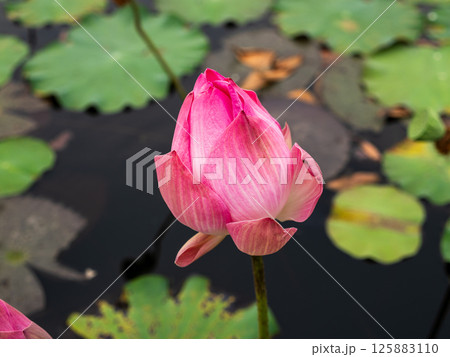 Beauty of nature flowering lotus bud a tranquil pond scene with close-up focus 125883110