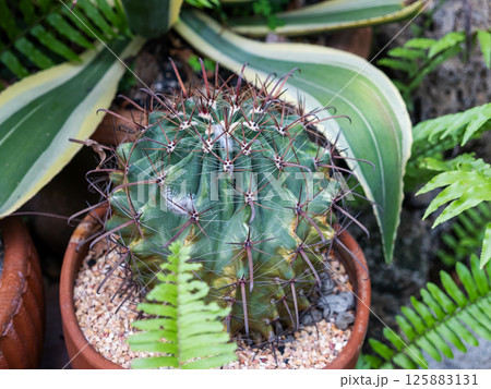 Cactus growth urban garden nature scene indoor setting close-up view greenery concept 125883131