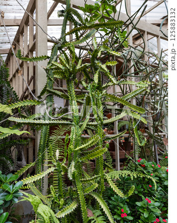 Growing unique ferns and cacti a greenhouse indoor garden plant life lush environment close-up view Growing unique ferns and cacti a greenhouse indoor garden plant life lush environment close-up view 125883132