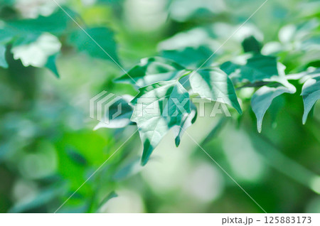 Cork tree, Indian cork tree or Millingtonia hortensis Linn or BIGNONIACEAE or small Cork tree or leaf background 125883173