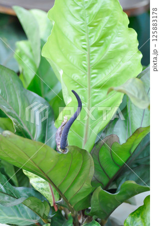 Anthurium Renaissance or Anthurium Renaissance flower or seed Anthurium Renaissance or Anthurium Renaissance flower or seed 125883178