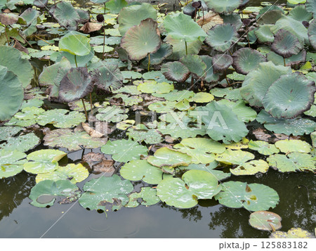 Lotus leaves floating tranquil pond nature scene water environment aerial view serenity concept Lotus leaves floating tranquil pond nature scene water environment aerial view serenity concept 125883182