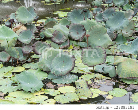 Lotus pond serenity nature reserve tranquil aerial view floral beauty Lotus pond serenity nature reserve tranquil aerial view floral beauty 125883183