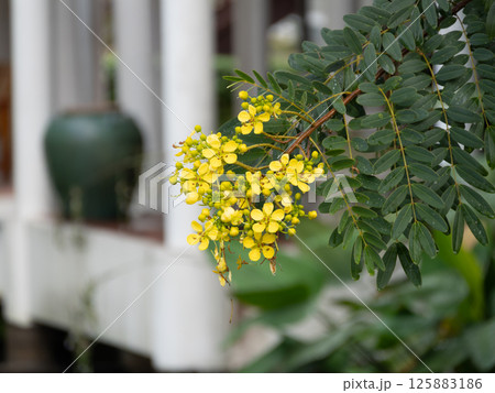 Beautiful yellow flowers blooming a garden nature peaceful environment close-up view Beautiful yellow flowers blooming a garden nature peaceful environment close-up view 125883186