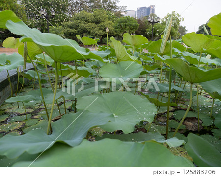 Lotus plants flourishing urban park pond nature scene tranquil environment close-up view Lotus plants flourishing urban park pond nature scene tranquil environment close-up view 125883206
